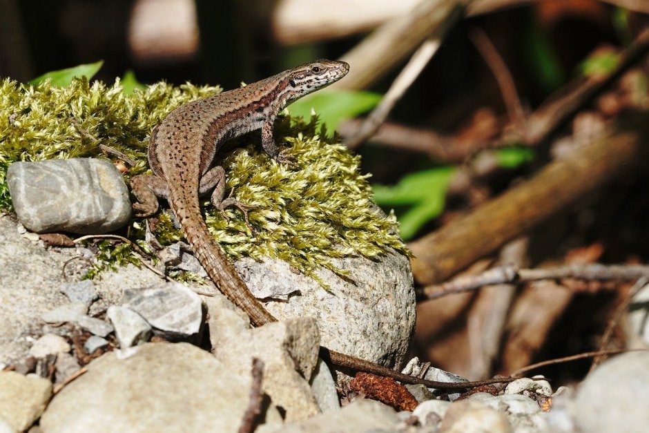 Lacerta Agilis Linnaeus
