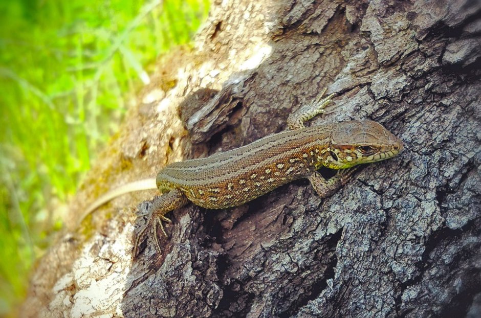 Прыткая ящерица Lacerta Agilis