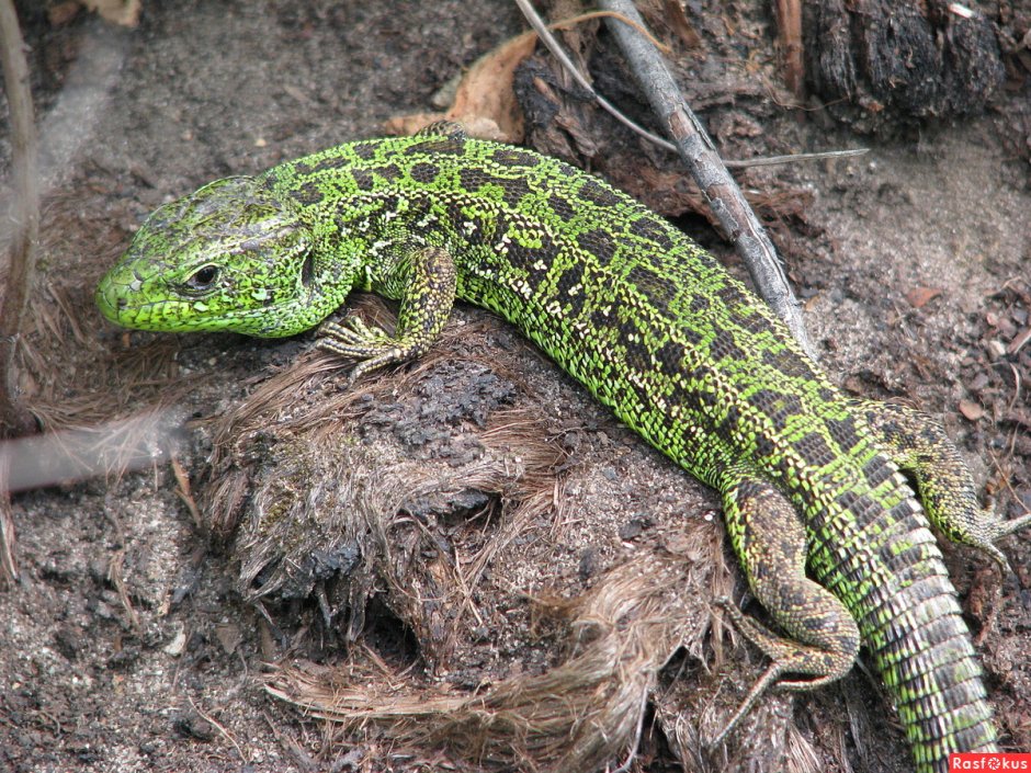 Lacerta ящерица