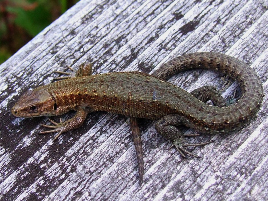 Ящерица Луговая (Lacerta praticola)