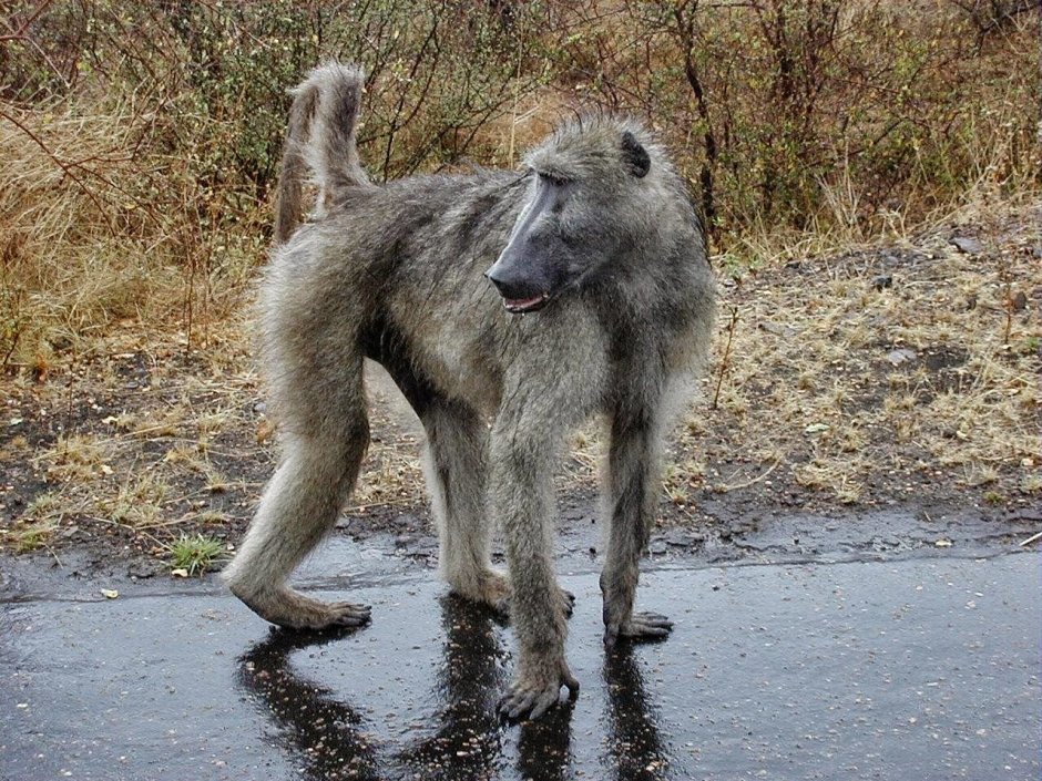 Павиан в саванне