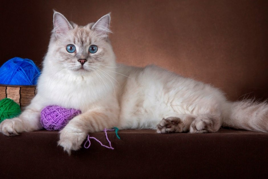 Невская маскарадная и Мейн кун