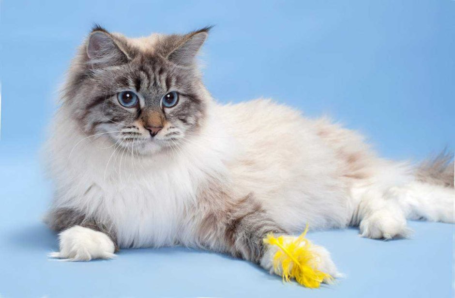 Невская маскара3ная к15ка