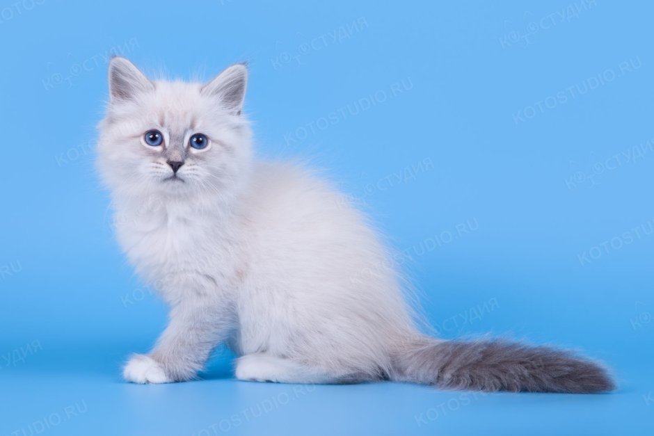 Невская маскарадная кошка один год живот большой круглый