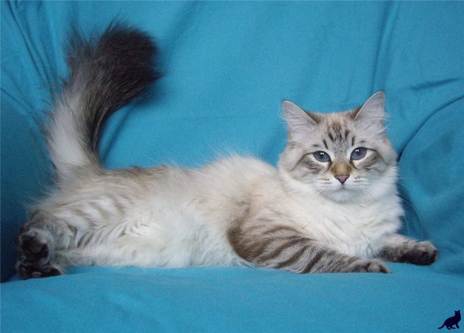 Манчкин и Мейн кун