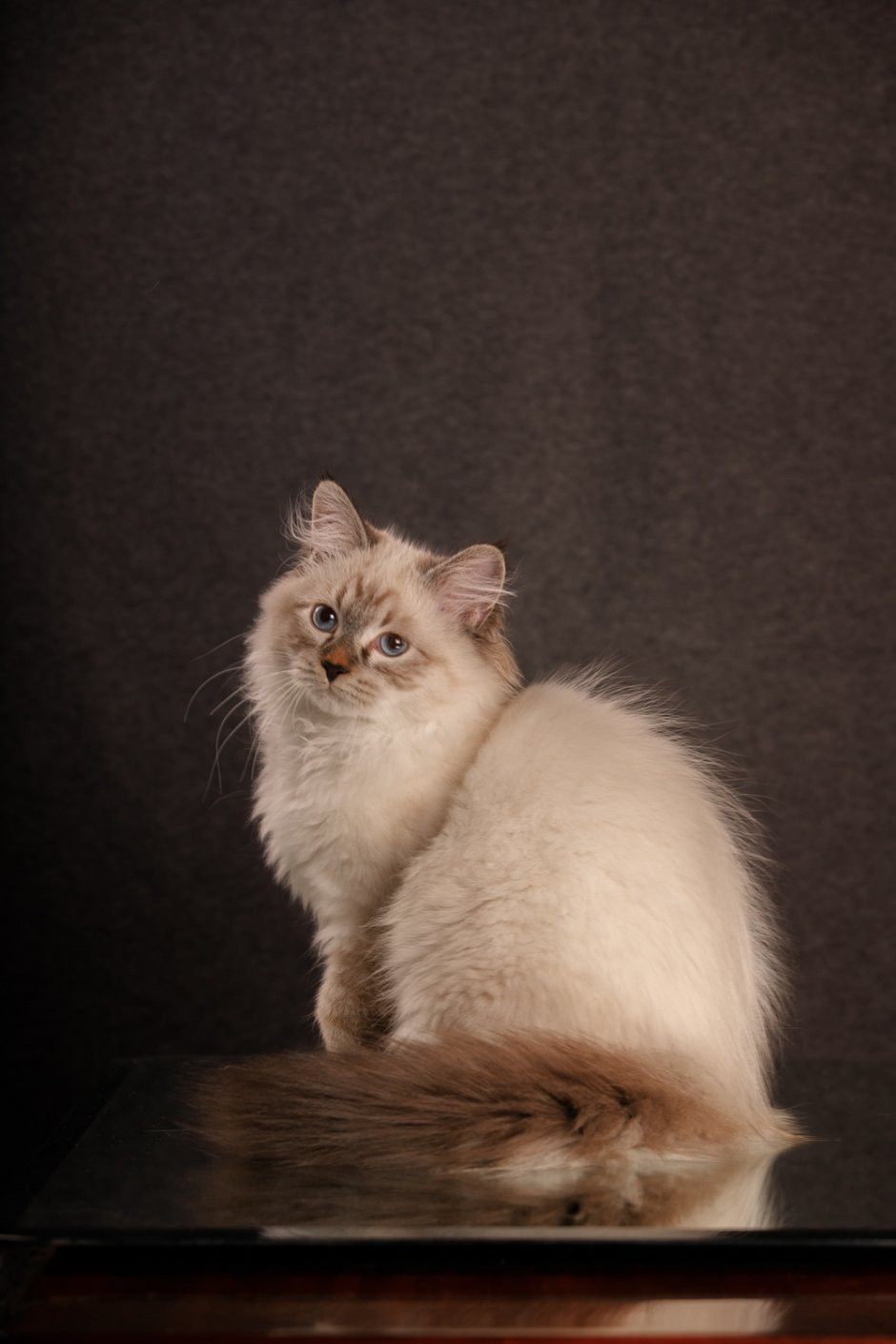 Невская маскарадная кошка