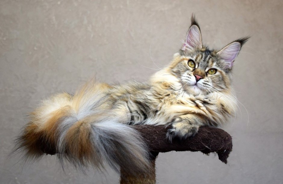 Невских маскарадных белых котят