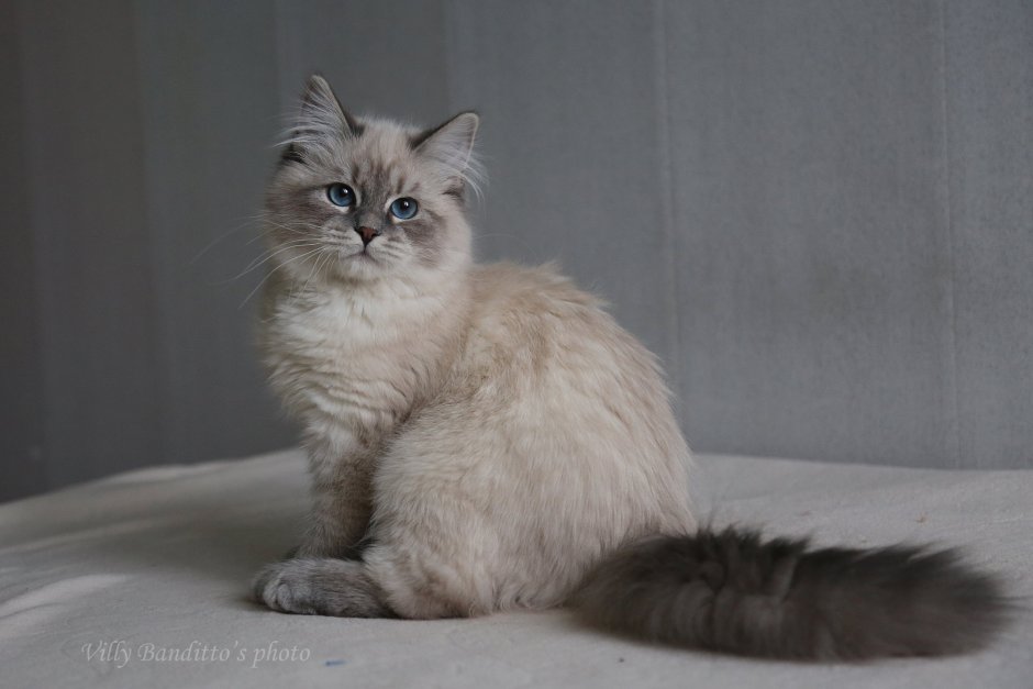 Невская маскарадная кошка белая