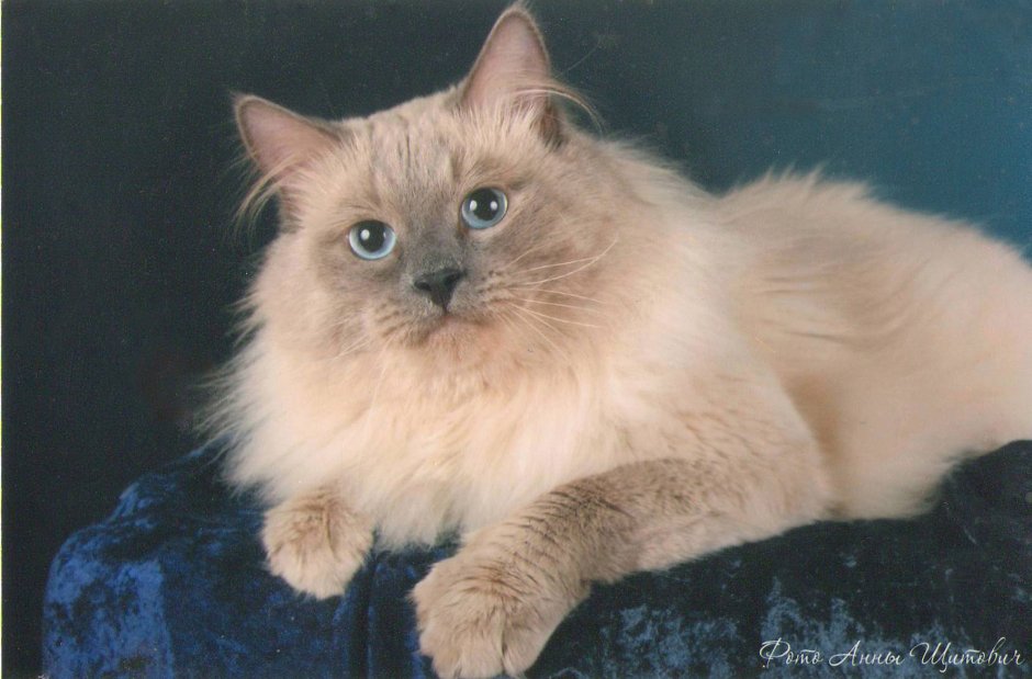 Невская маскарадная метис