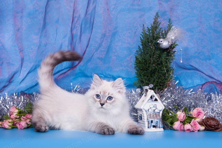 Рэгдолл и Сибирская кошка