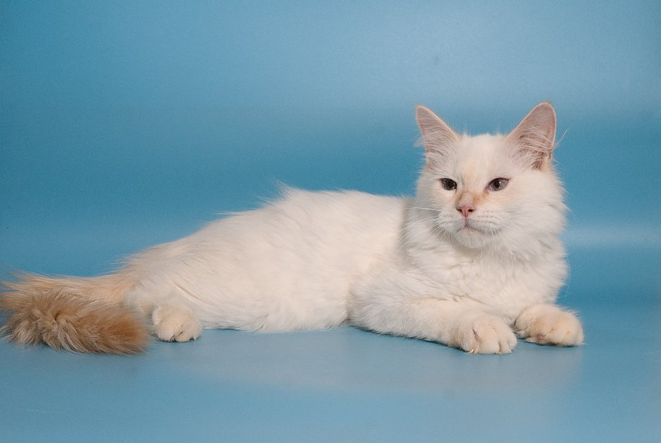 Невская маскарадная ред тебби Пойнт