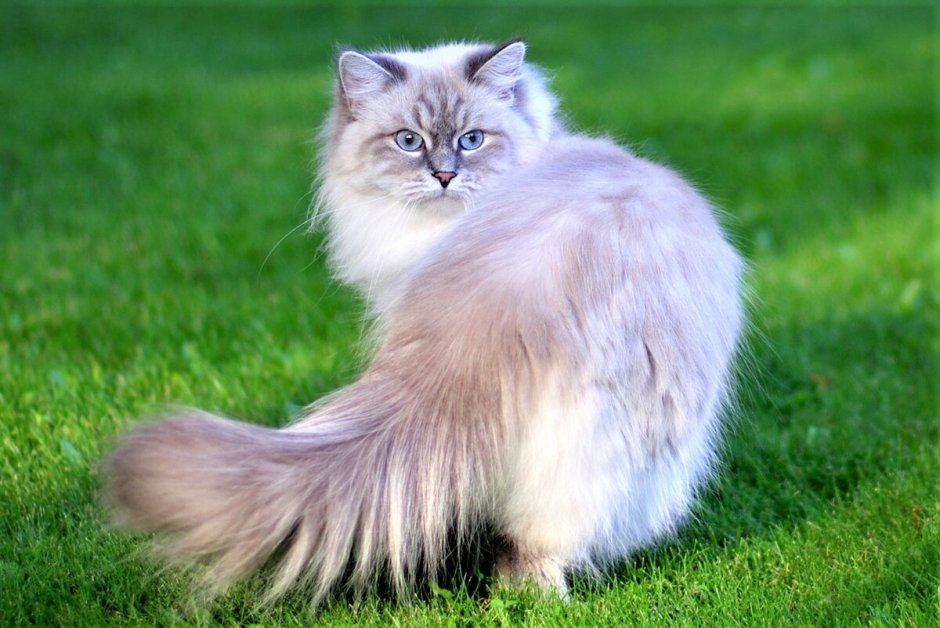 Невский маскарадный Ратибор