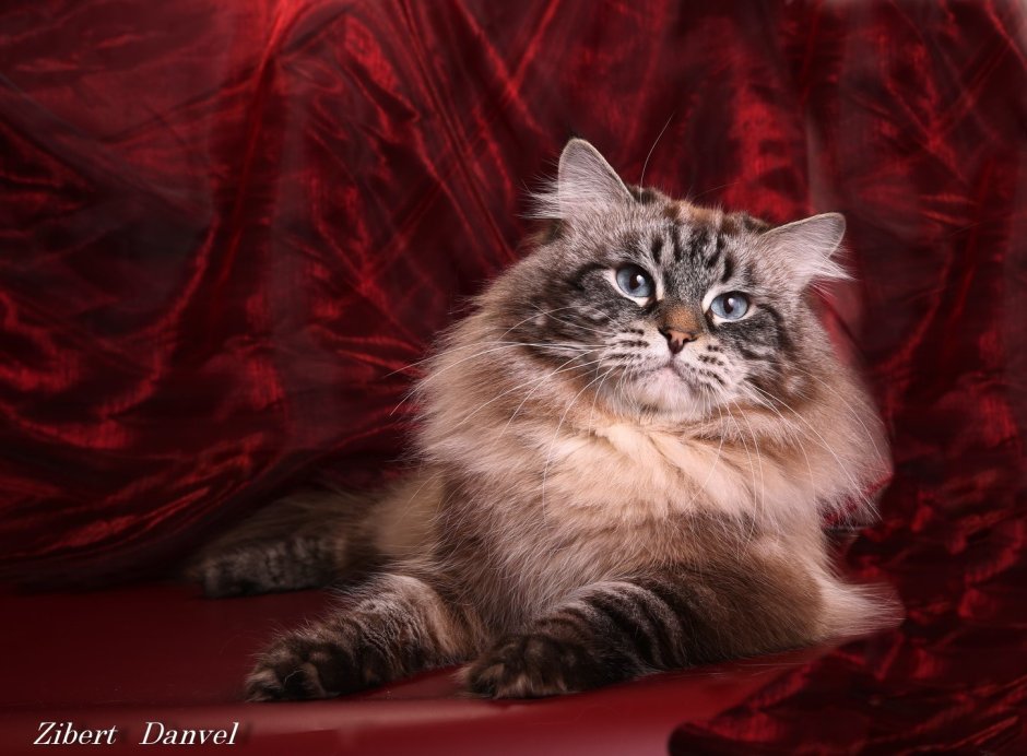 Мейн кун маскарадный