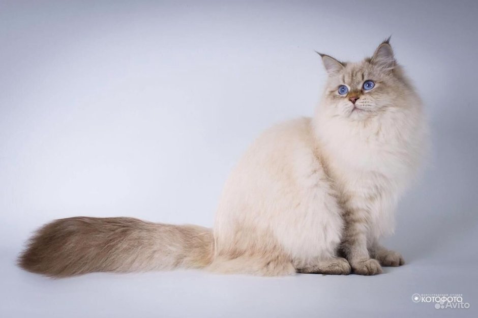 Длинношерстный Рэгдолл