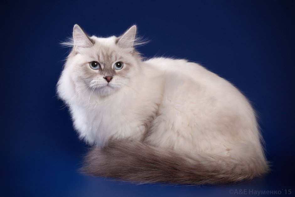 Бирманская кошка колор поинт