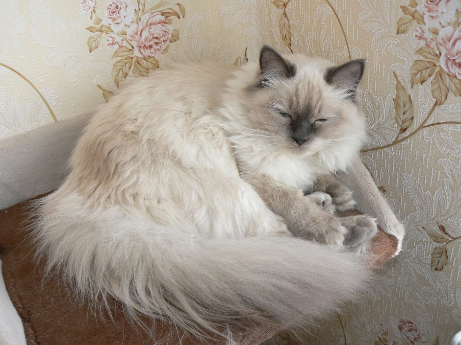 Мейн кун рекс фото