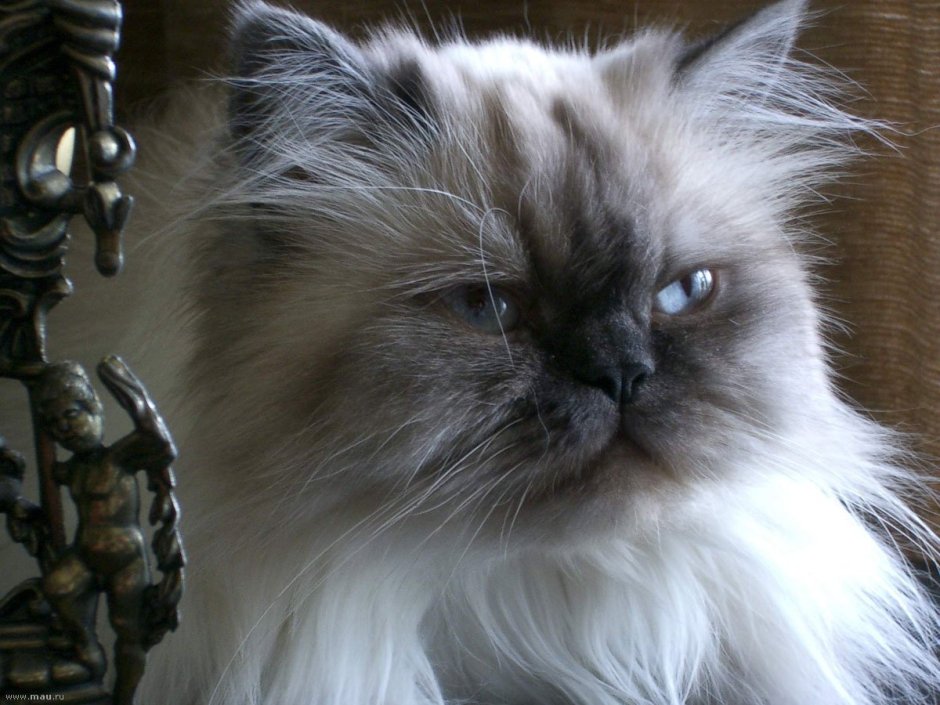 Невская маскарадная кошка