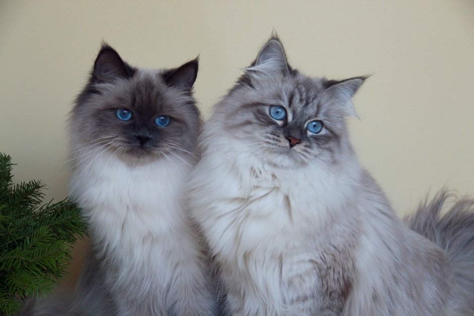 Невские маскарадные котята