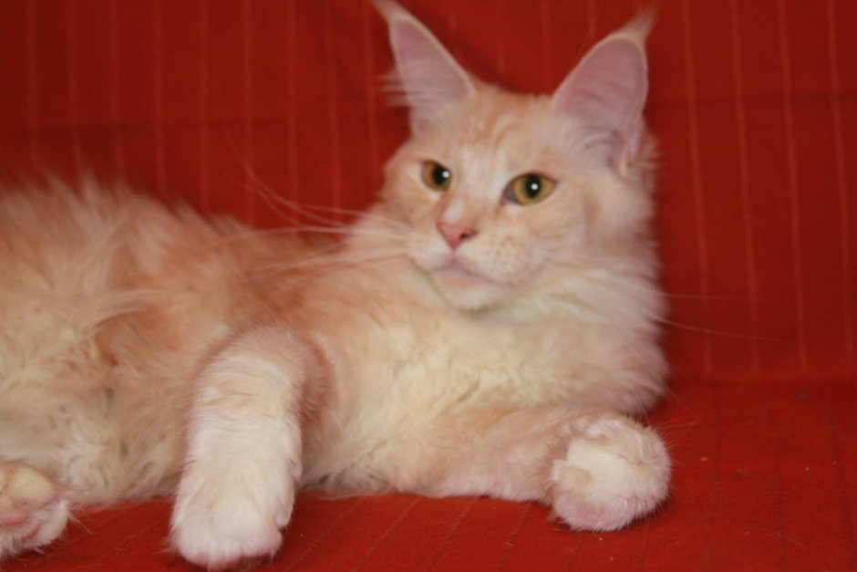 Порода кошек Сибирская маскарадная Невская