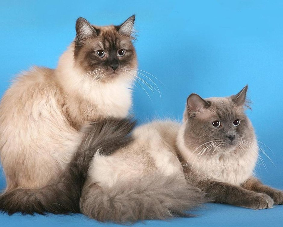 Невская маскарадная кошка вес кота