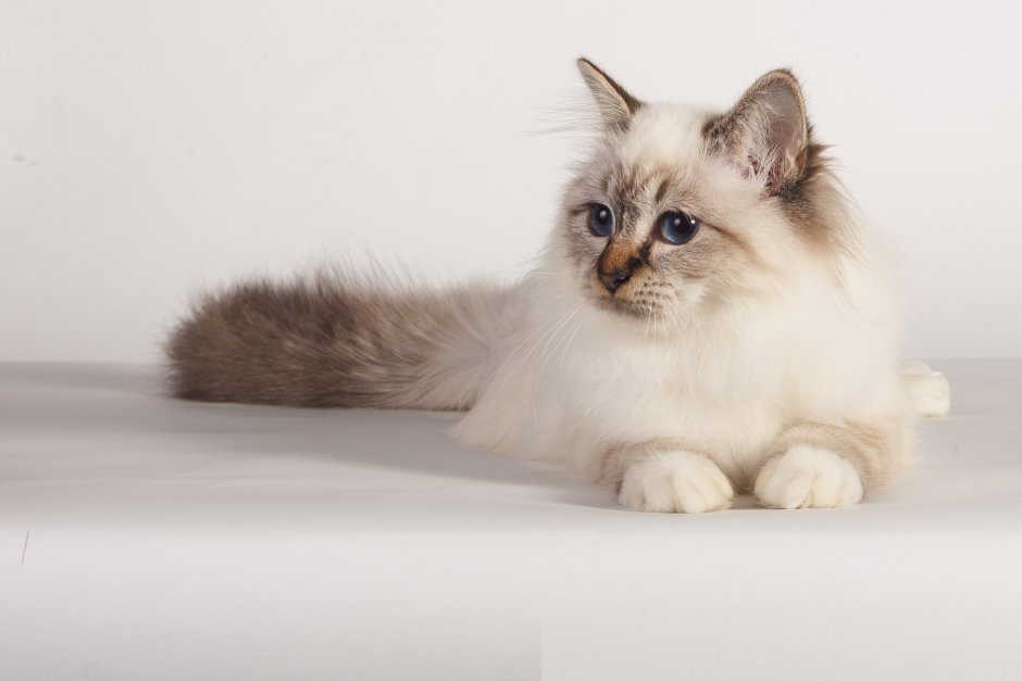 Невская маскарадная кошка