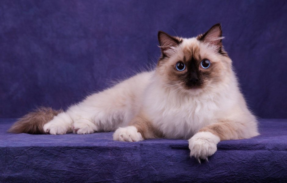 Сиамский Рэгдолл