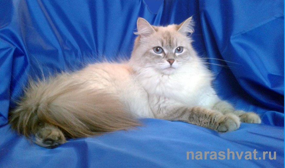 Сибирская Невская маскарадная