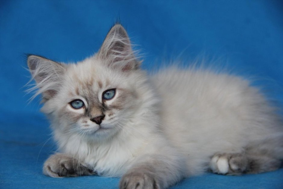 Сибирская Невская маскарадная кошка