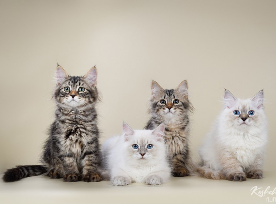 Сибирская длинношерстная кошка белая