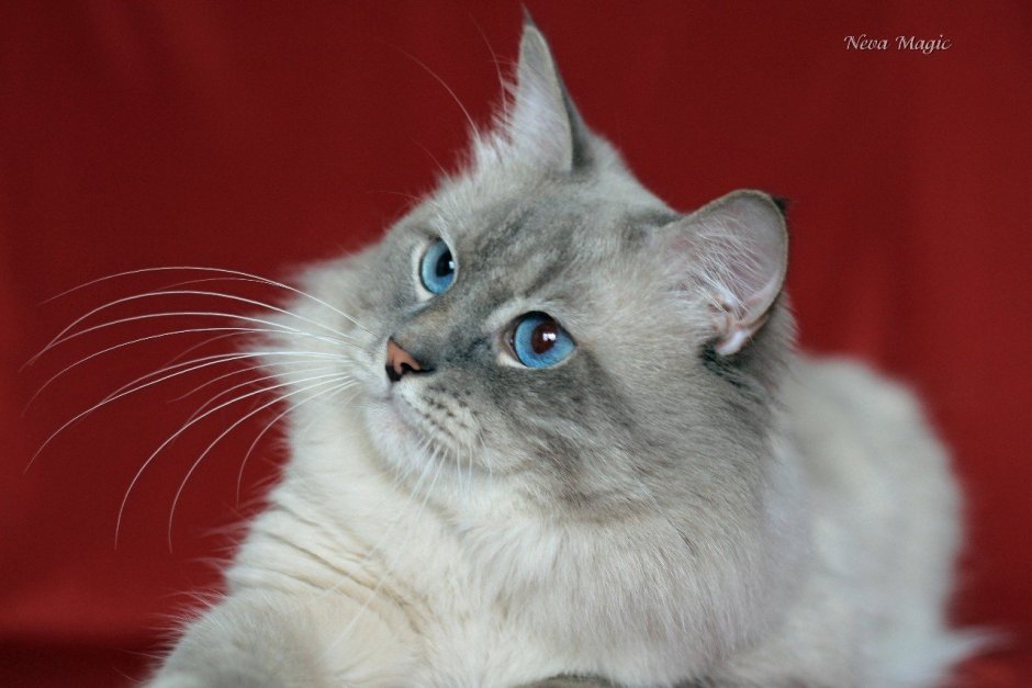 Невская маскарадная кошка на белом фоне