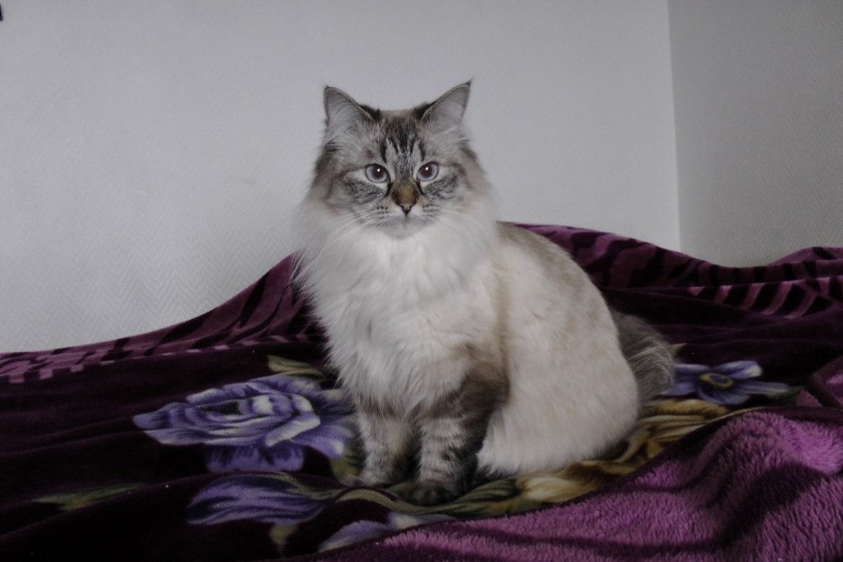 Мейн кун колор Пойнт