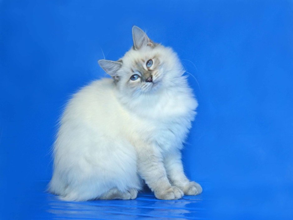 Сибирский кот серый