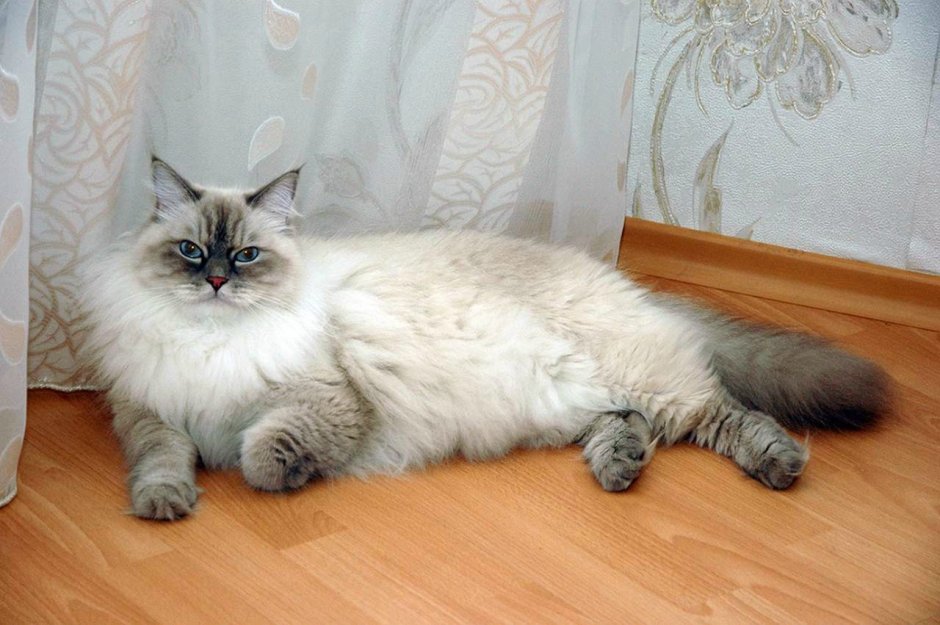 Невская маскарадная кошка