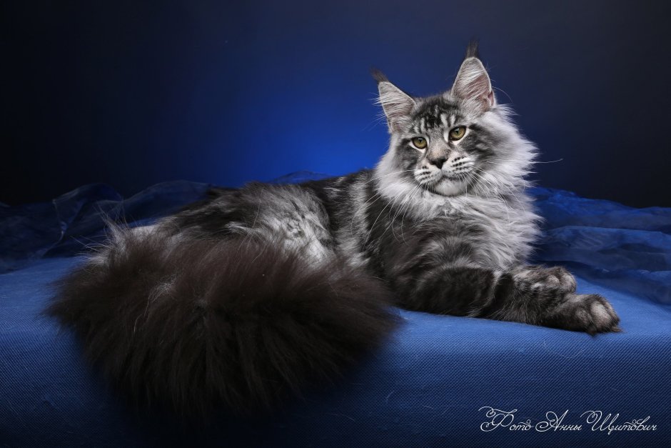 Манчкин и Мейн кун