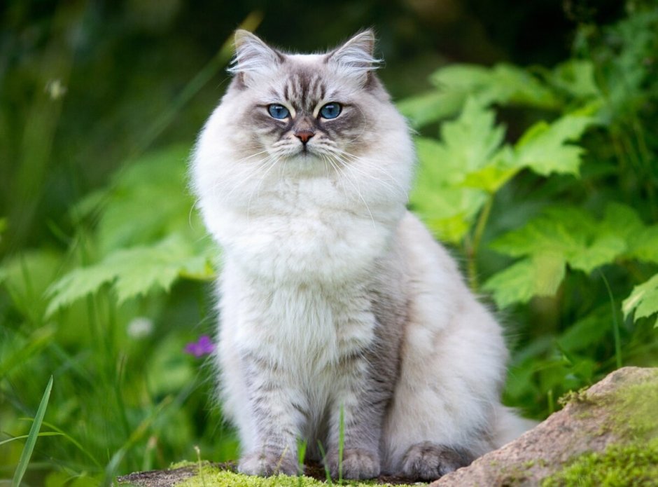 Породы кошек с названиями