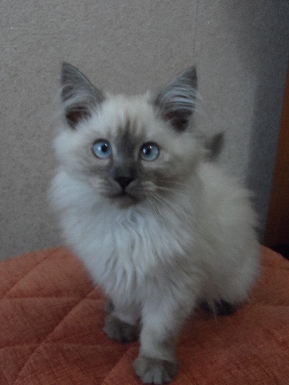 Невская маскарадная котята