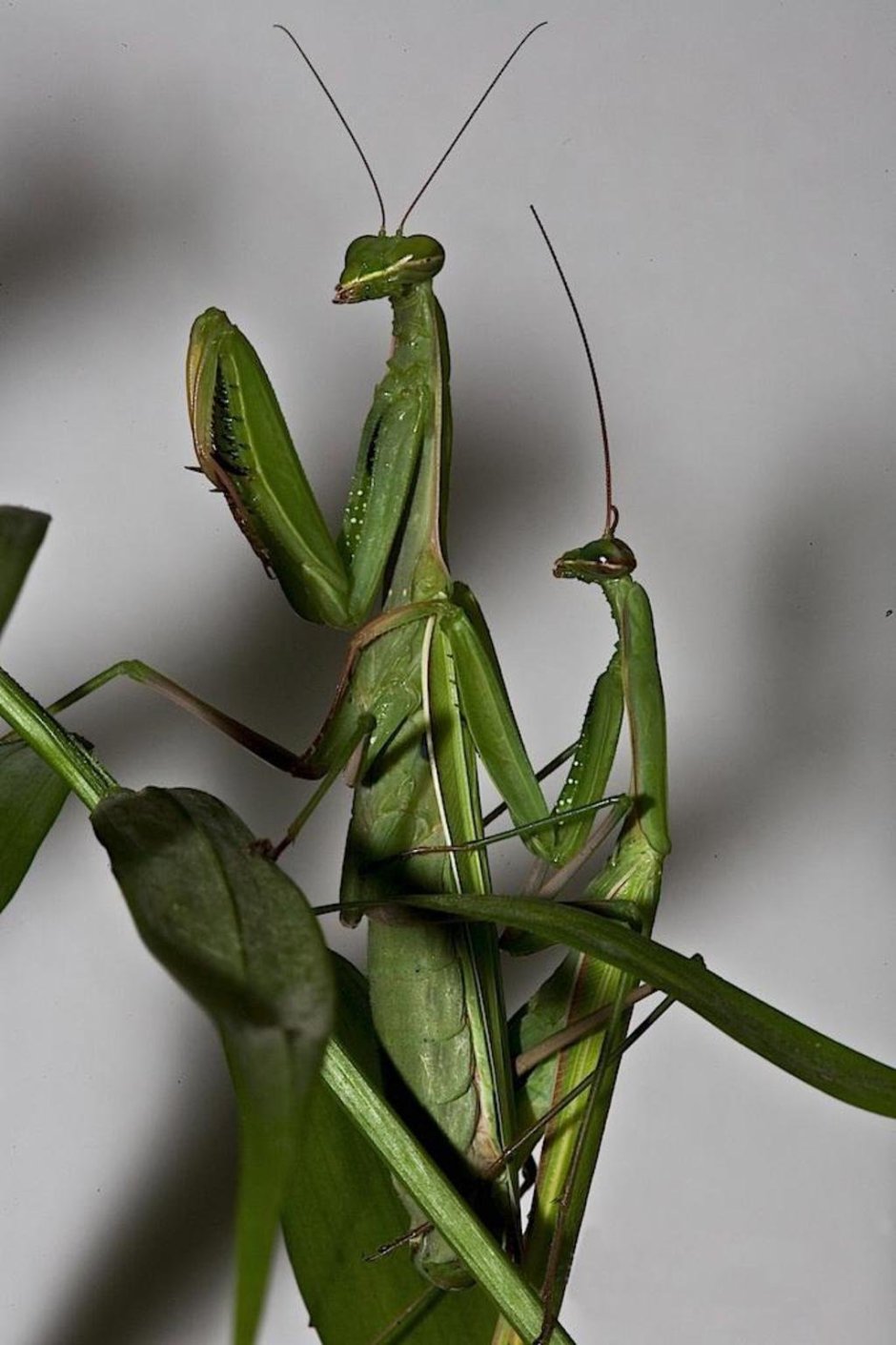 Богомол обыкновенный (Mantis religiosa)