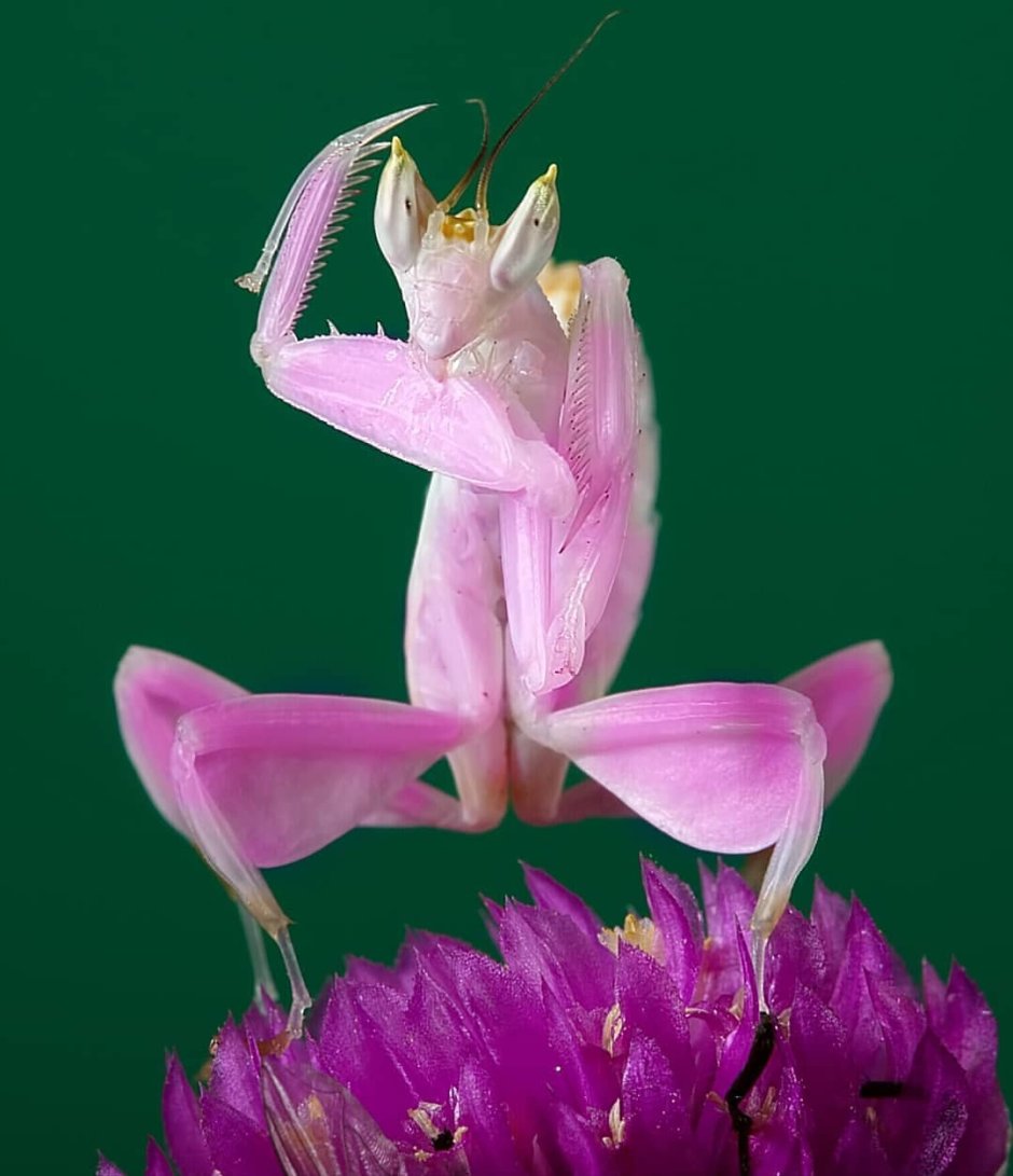 Богомол Hymenopus coronatus