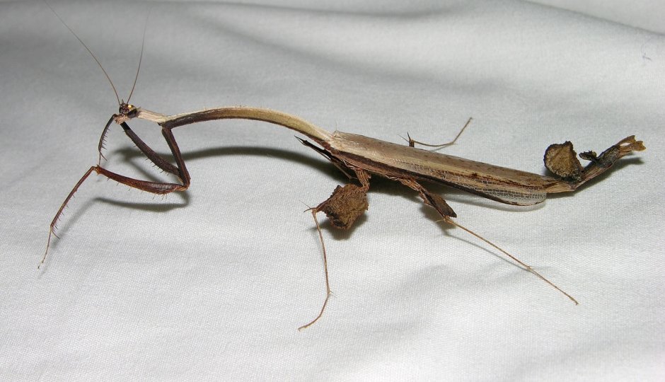 Toxodera beieri