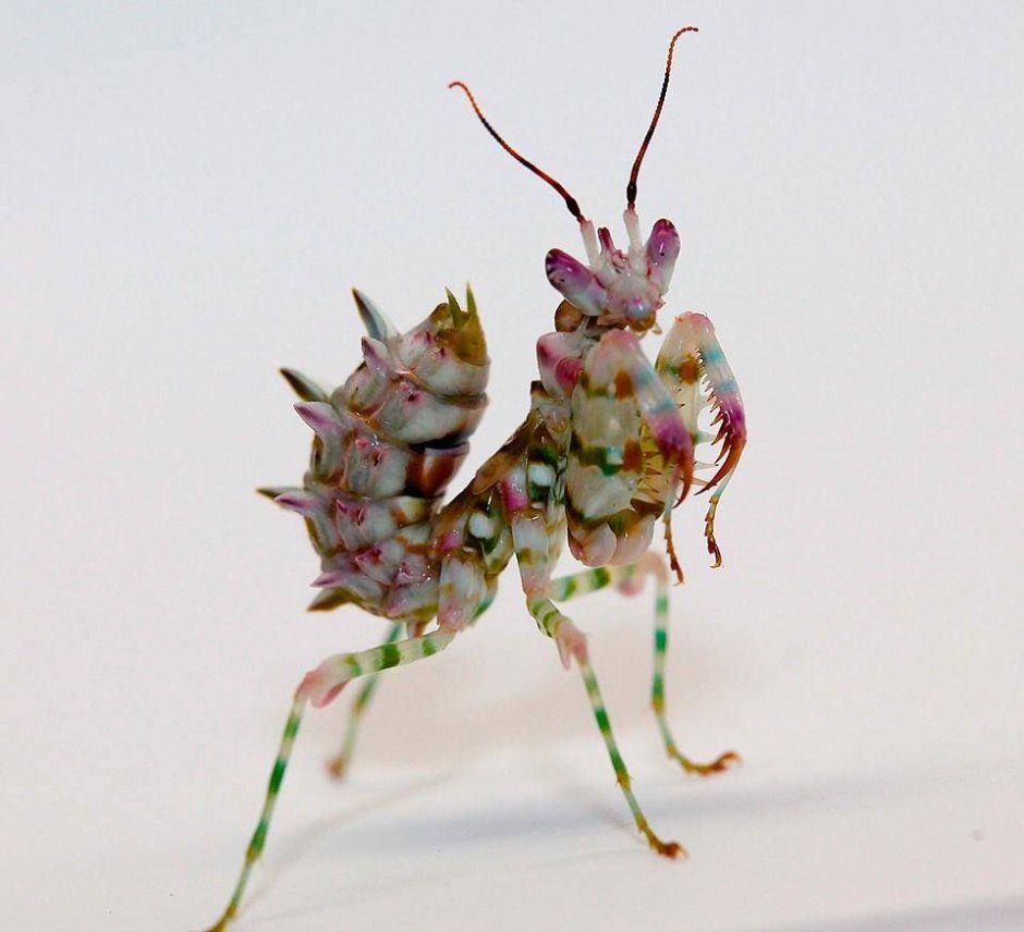Spiny Flower Mantis (Pseudocreobotra wahlbergii)