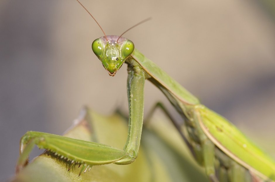 Mantis religiosa засушенный