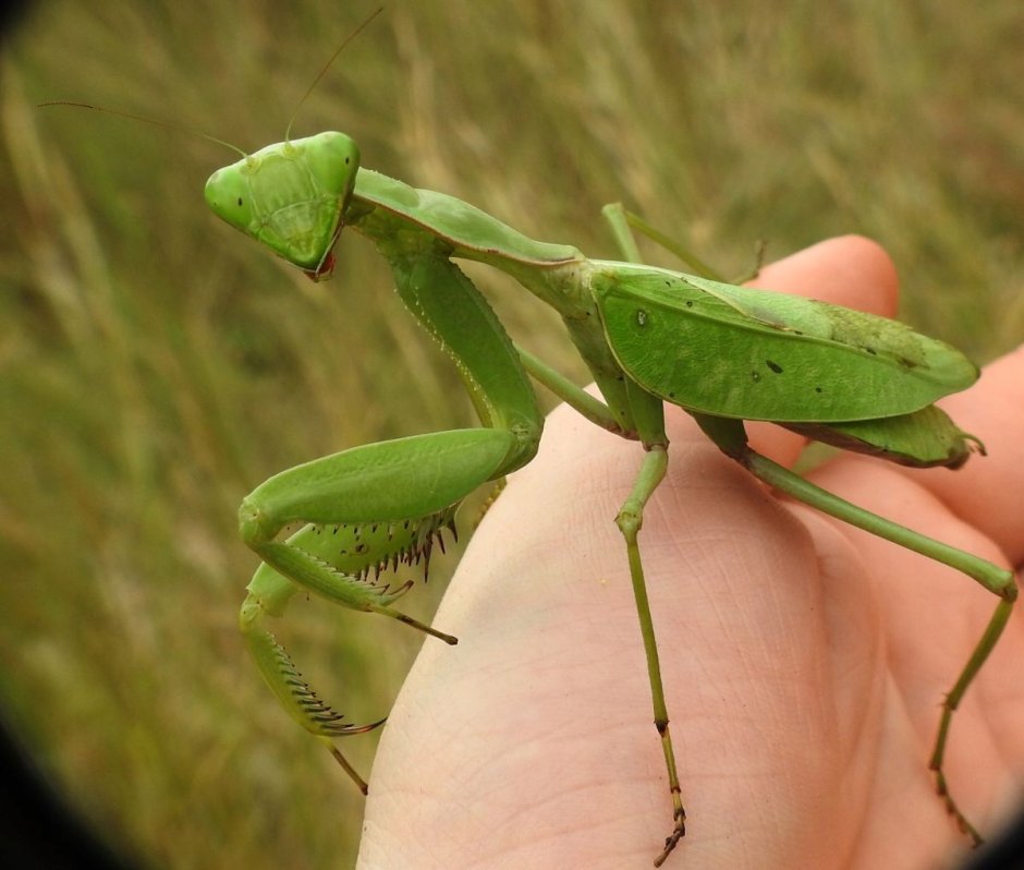 Ischnomantis Gigas богомол