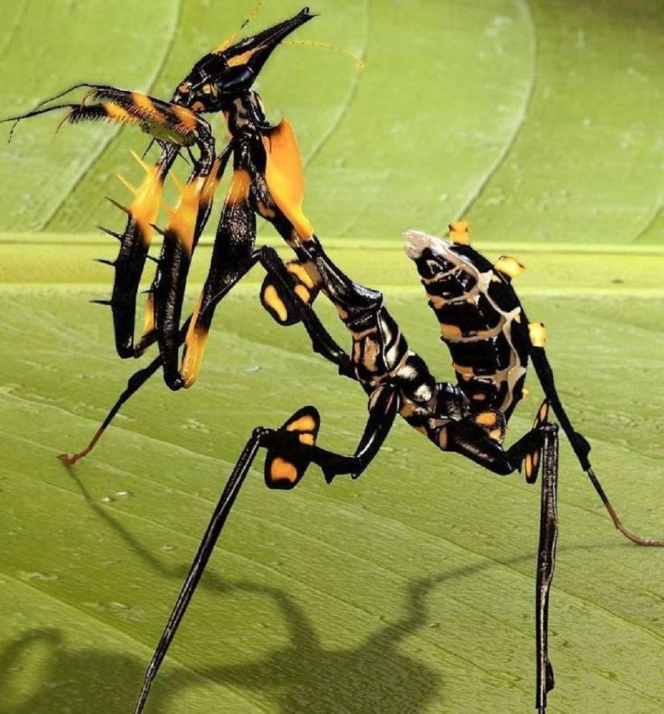 Богомол Idolomantis diabolica