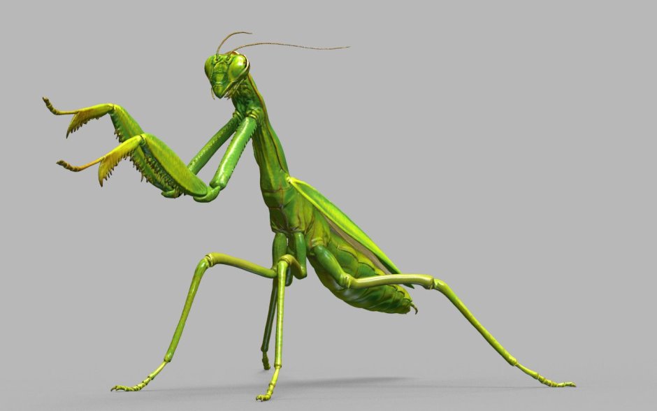 Mantid Madness богомол