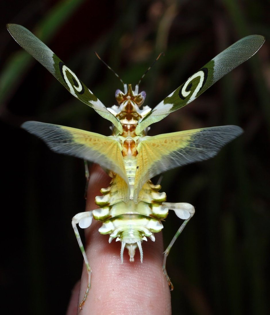 Pseudocreobotra wahlbergii