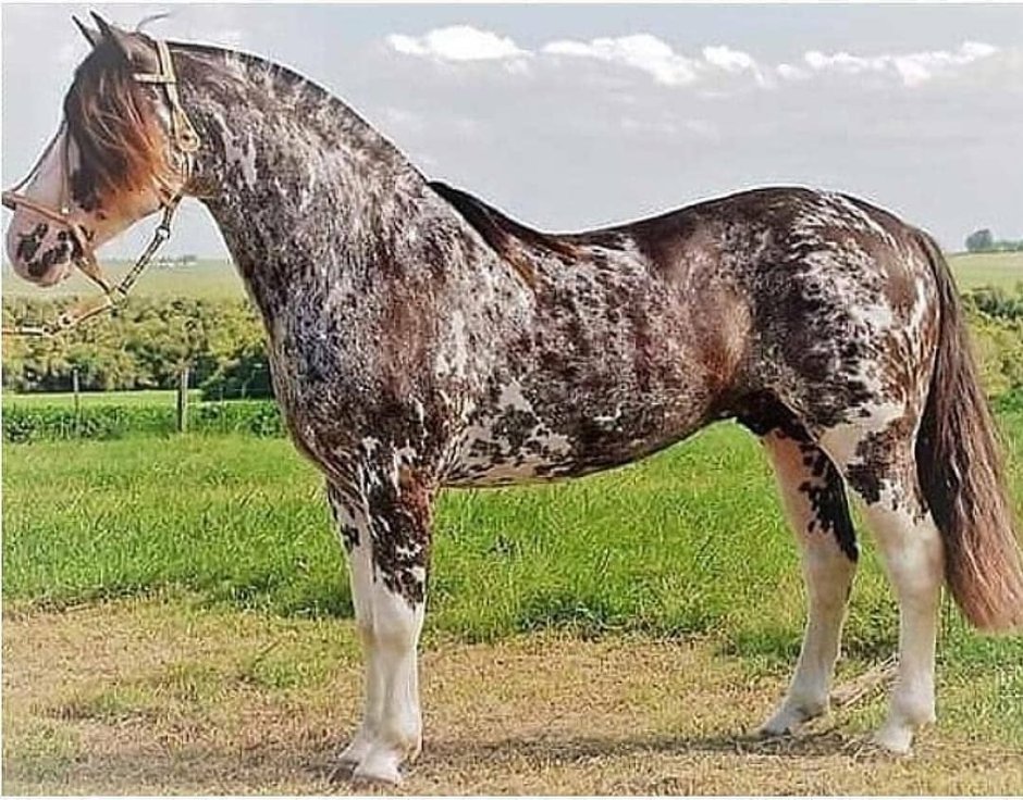 Сабино пегая масть