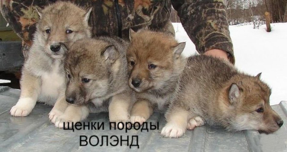 Волкособ порода Волэнд