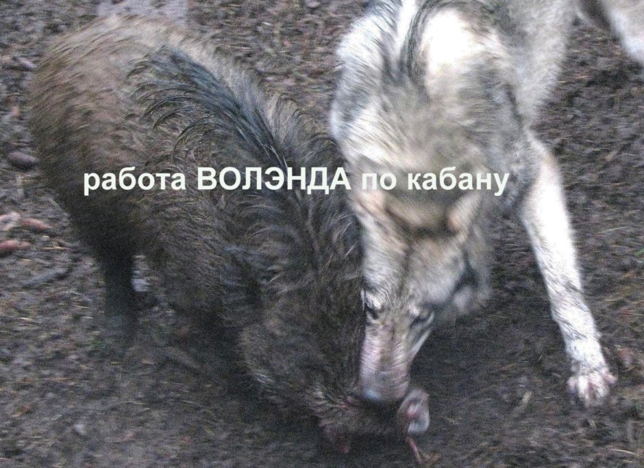 Западносибирская лайка бурая