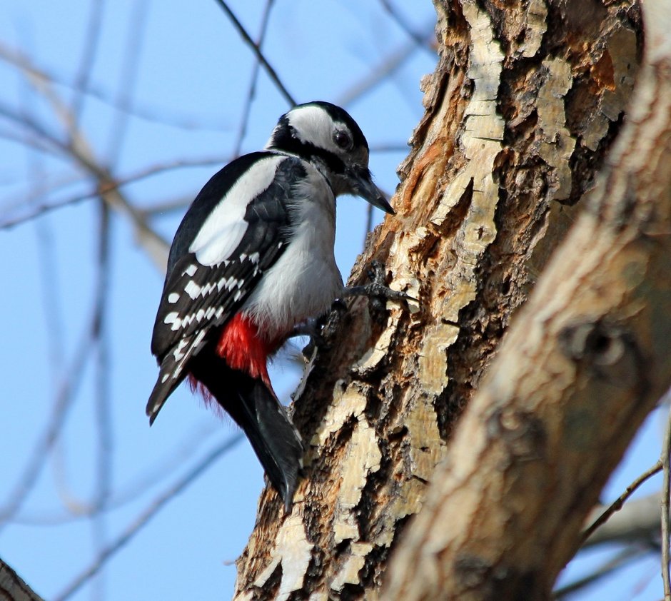 3. Дятел большой пестрый (Dendrocopos Major)