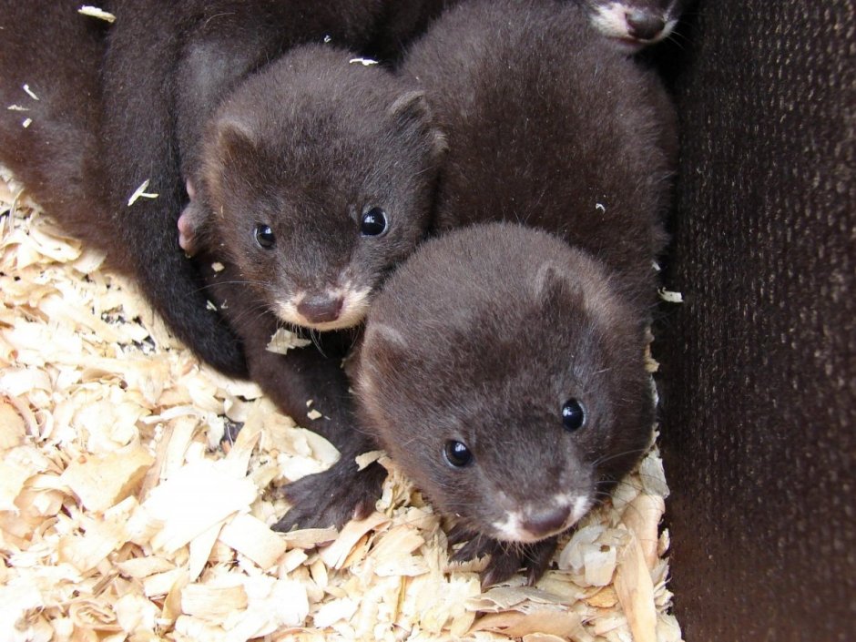 Ласка хищник